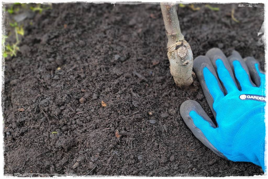 Sadzenie drzew owocowych 27 Sadzenie drzew owocowych 27