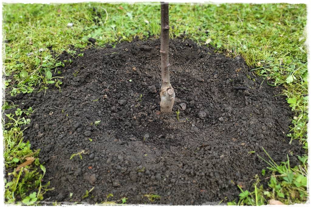 Sadzenie drzew owocowych 29 Sadzenie drzew owocowych 29