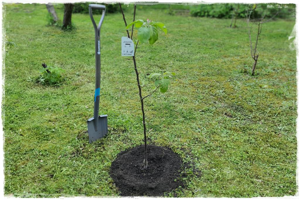 Sadzenie drzew owocowych 30 Sadzenie drzew owocowych 30