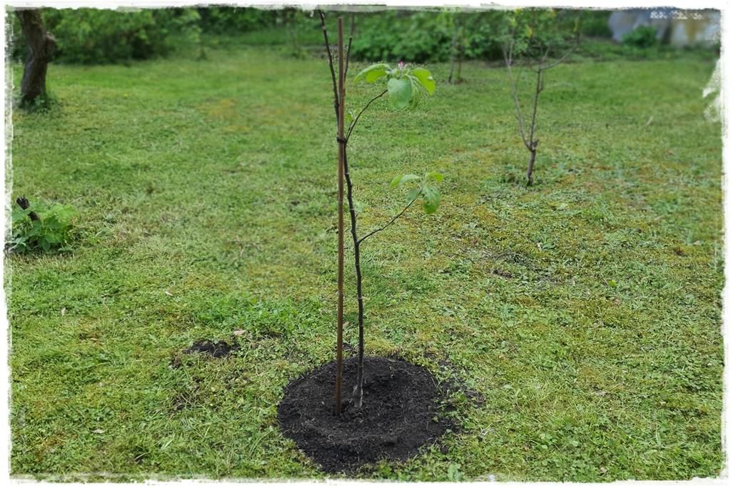 Sadzenie drzew owocowych 31 Sadzenie drzew owocowych 31