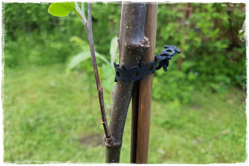 Sadzenie drzew owocowych 32 Sadzenie drzew owocowych 32