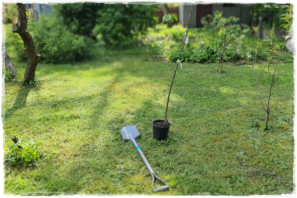 Sadzenie drzew owocowych 39