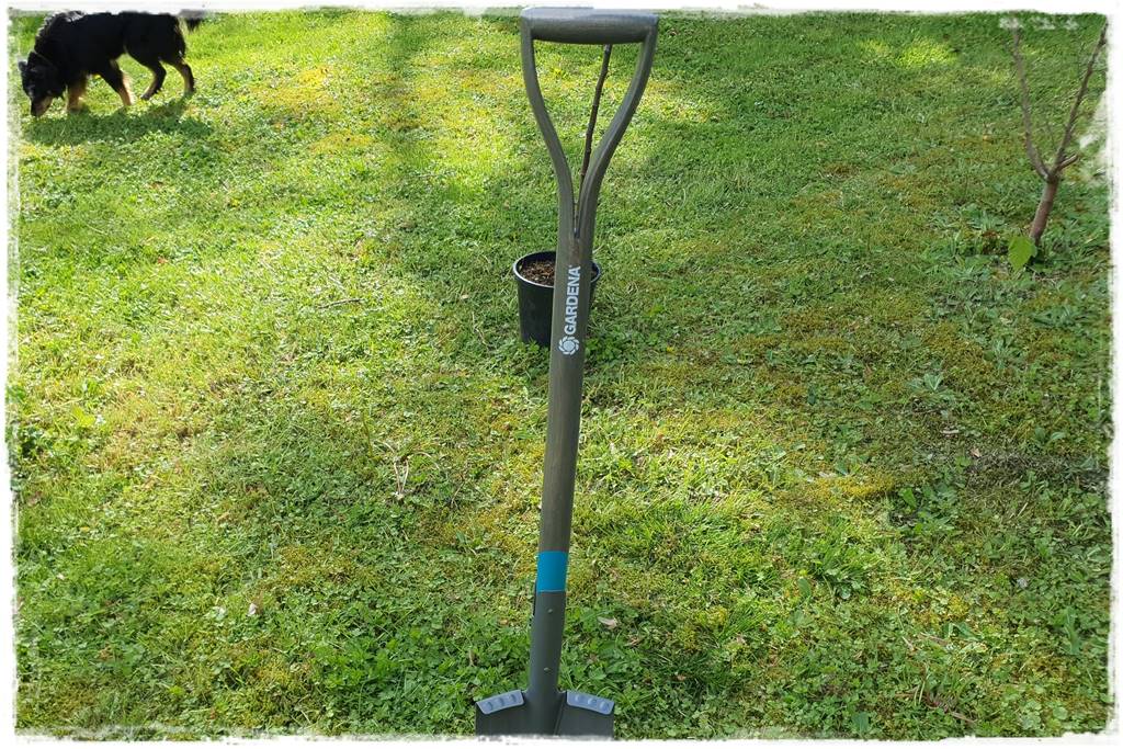 Sadzenie drzew owocowych 40