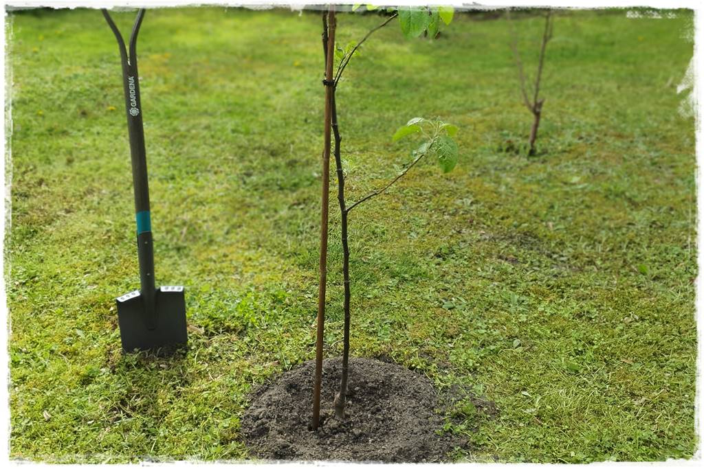 Sadzenie drzew owocowych 45