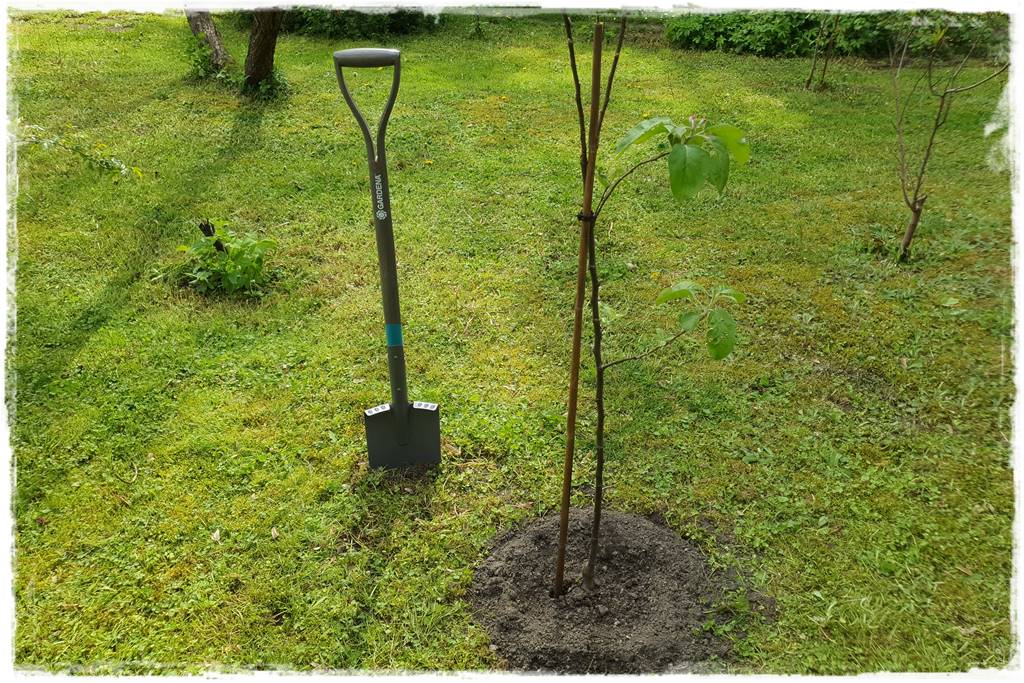 Sadzenie drzew owocowych 7