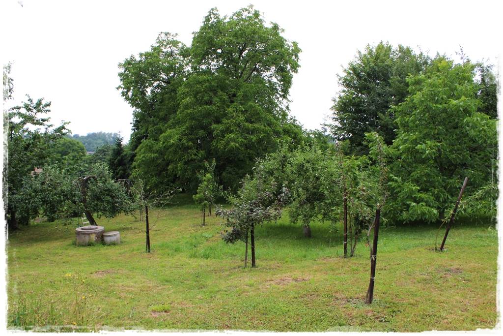 Sadzenie drzew owocowych 8 Sadzenie drzew owocowych 8