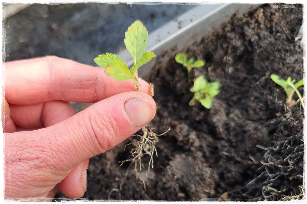 Sadzenie rozsady 18 Sadzenie rozsady 18