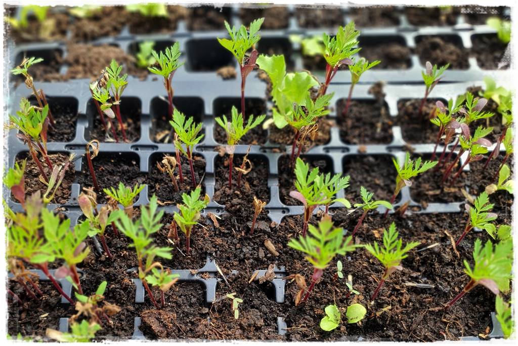 Sadzenie rozsady 19 Sadzenie rozsady 19