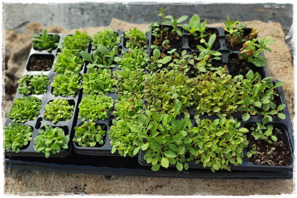 Sadzenie rozsady 20 Sadzenie rozsady 20