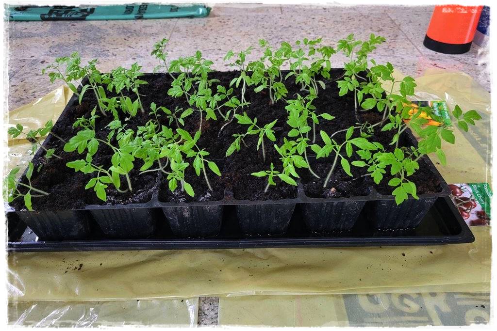 Sadzenie rozsady 21 Sadzenie rozsady 21