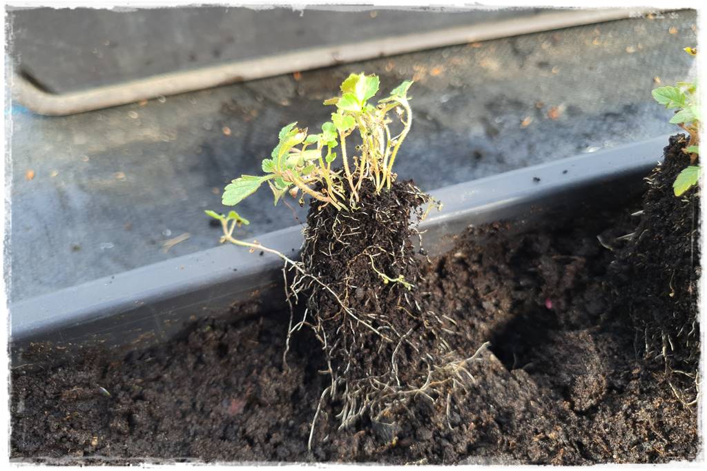 Sadzenie rozsady 24 Sadzenie rozsady 24