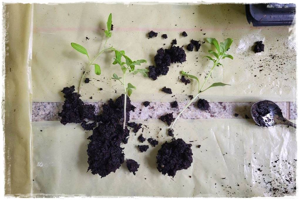 Sadzenie rozsady 25 Sadzenie rozsady 25