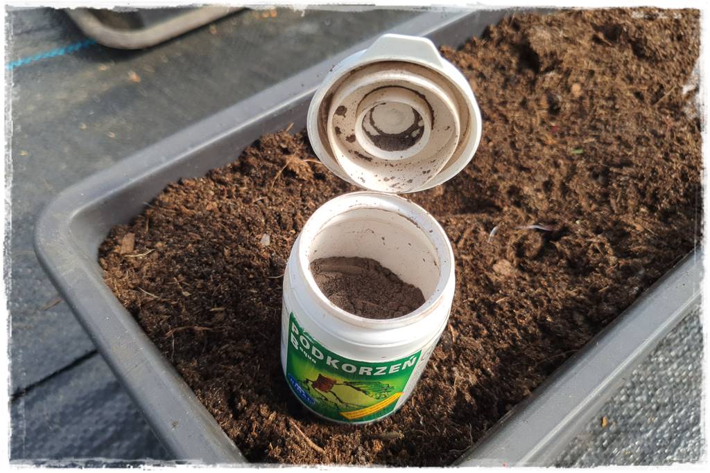 Sadzenie rozsady 36 Sadzenie rozsady 36