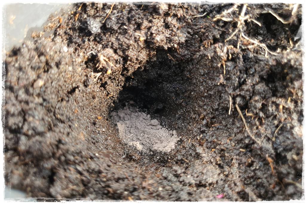 Sadzenie rozsady 37 Sadzenie rozsady 37