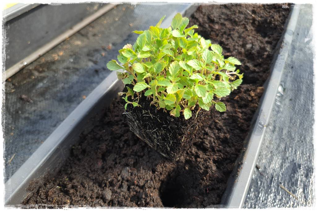 Sadzenie rozsady 39 Sadzenie rozsady 39