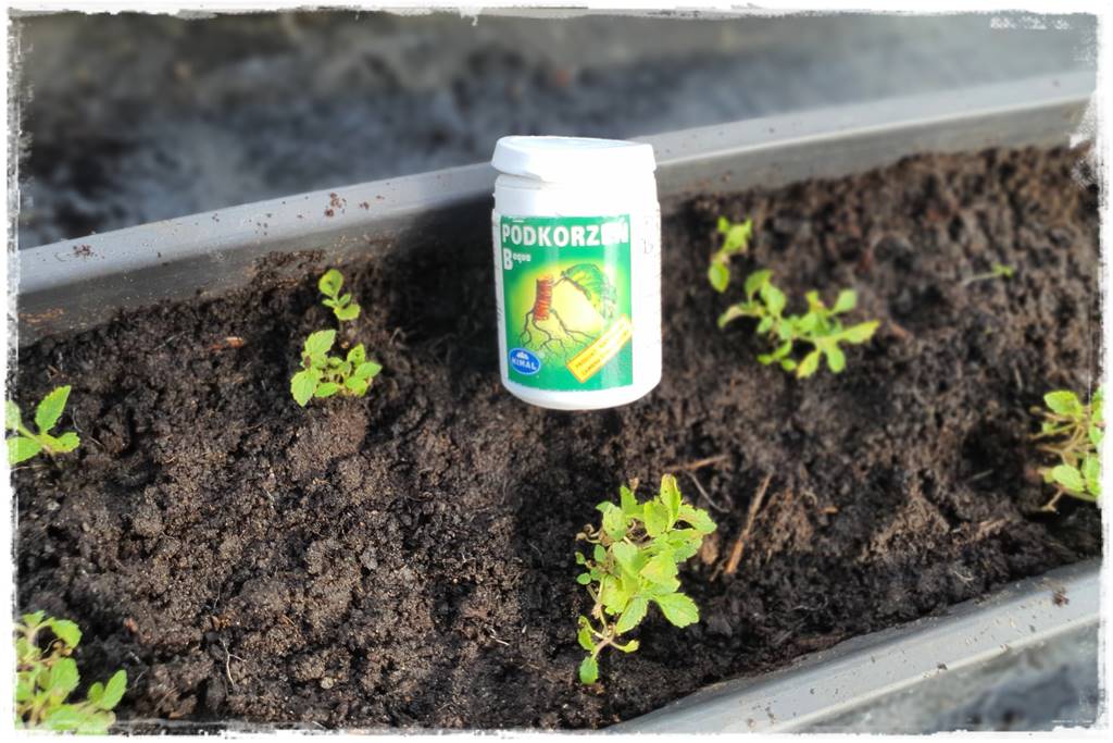 Sadzenie rozsady 41 Sadzenie rozsady 41