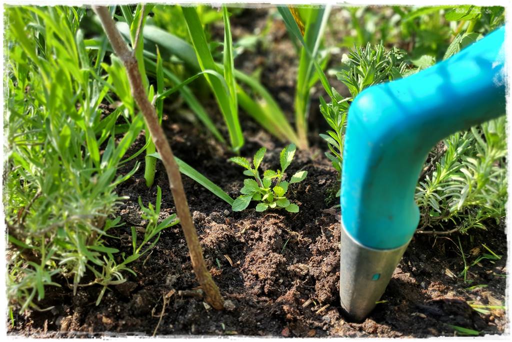 Sadzenie rozsady 43 Sadzenie rozsady 43