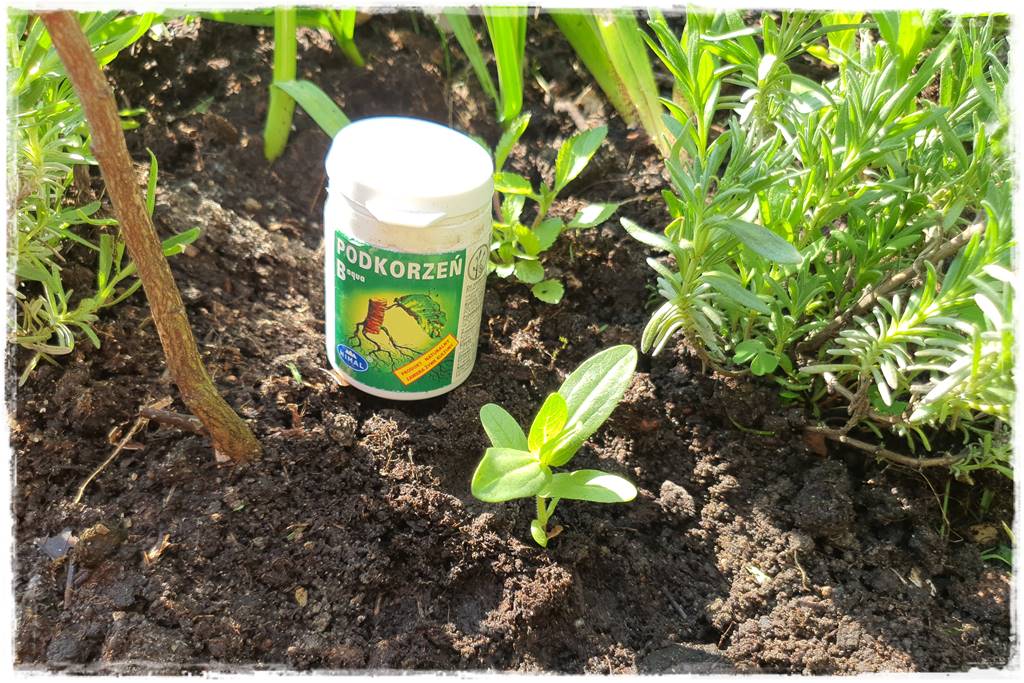 Sadzenie rozsady 44 Sadzenie rozsady 44