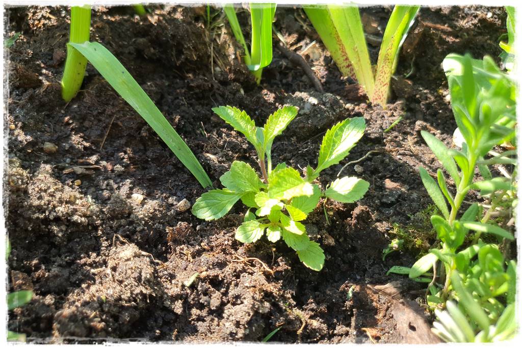 Sadzenie rozsady 45 Sadzenie rozsady 45