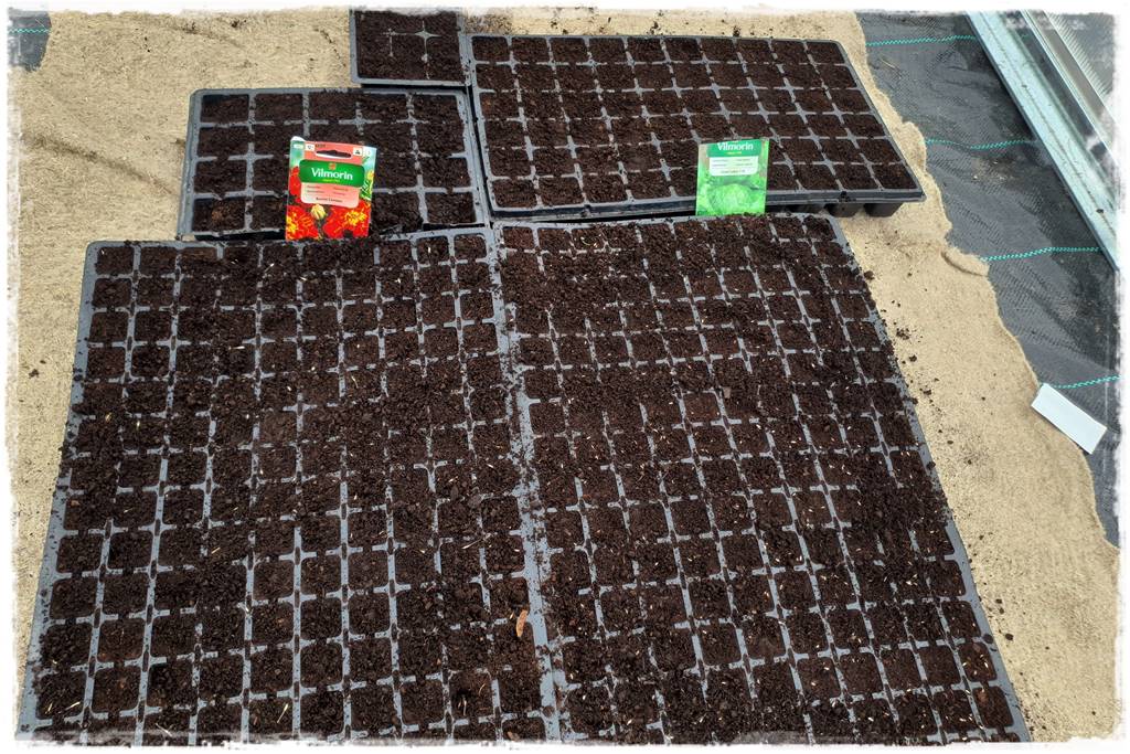 co sadzić w szklarni 10 co sadzić w szklarni 10