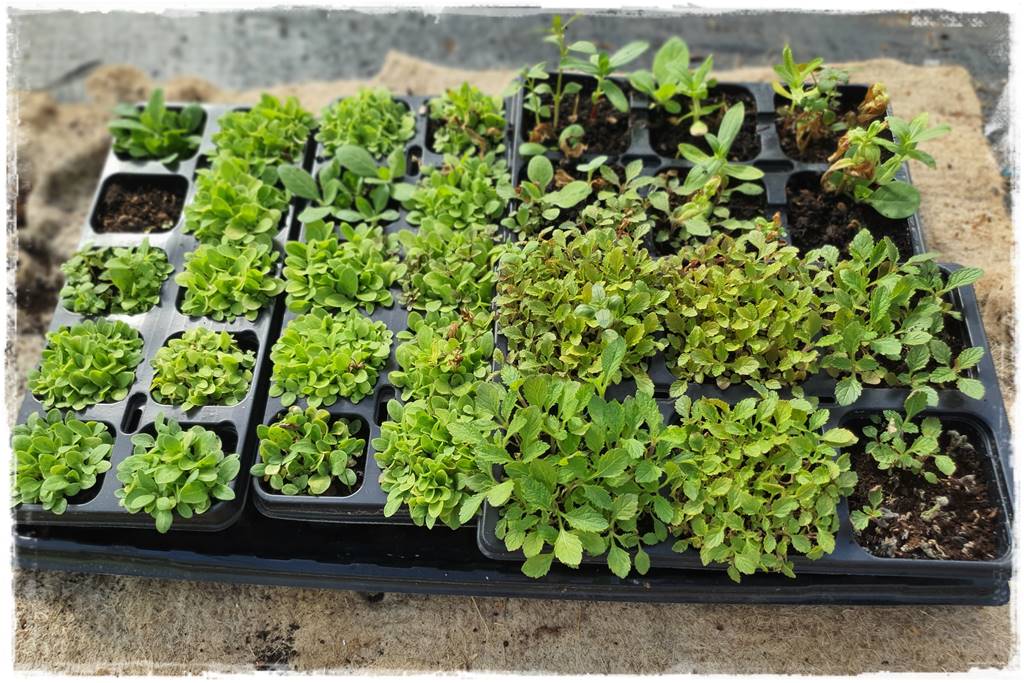 co sadzić w szklarni 12 co sadzić w szklarni 12