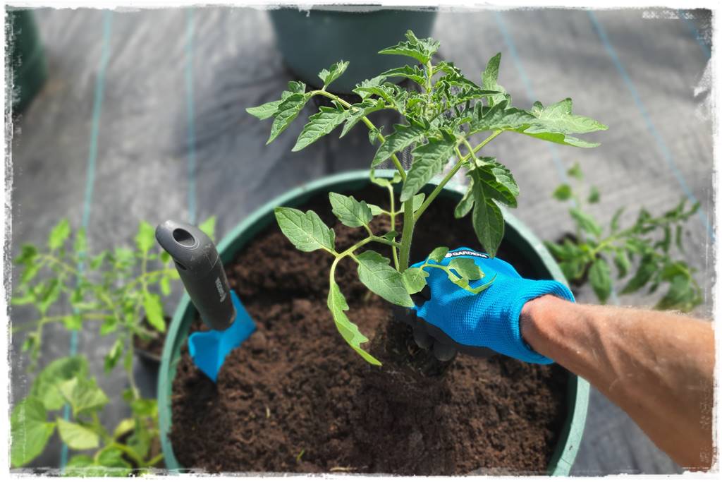 co sadzić w szklarni 14 co sadzić w szklarni 14