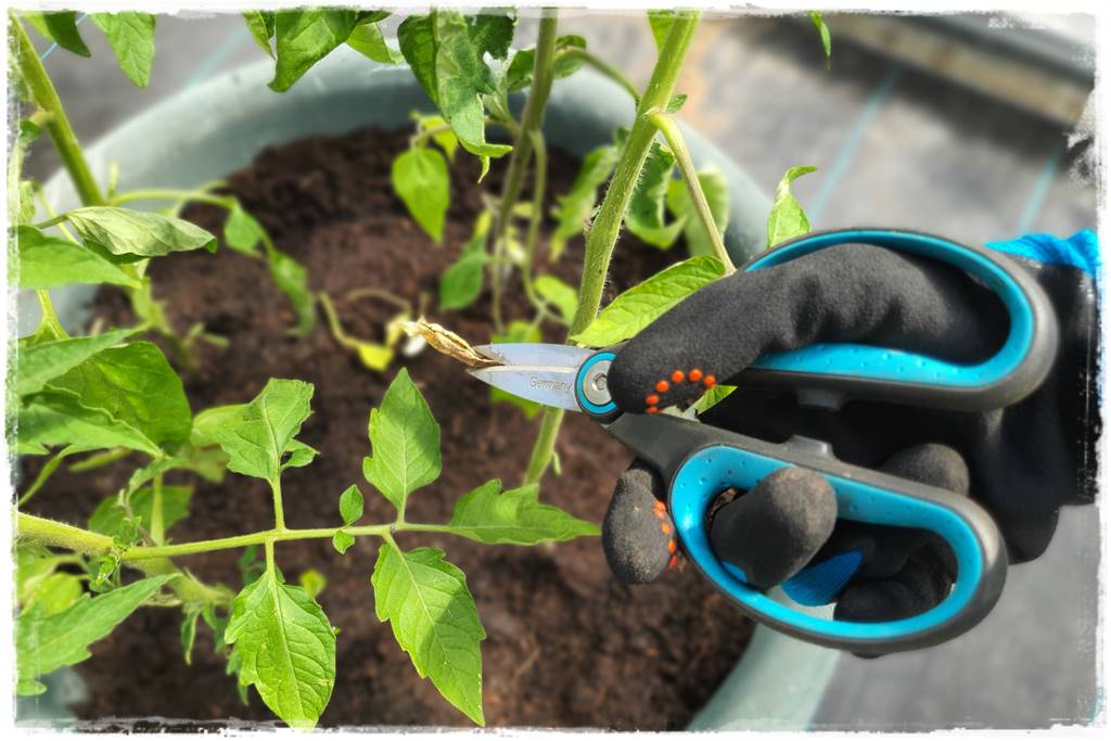 co sadzić w szklarni 14a co sadzić w szklarni 14a