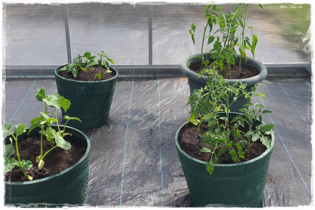 co sadzić w szklarni 15 co sadzić w szklarni 15