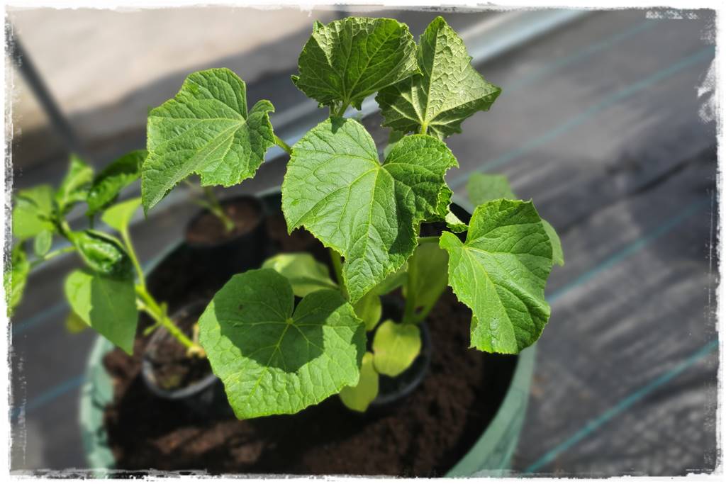 co sadzić w szklarni 17