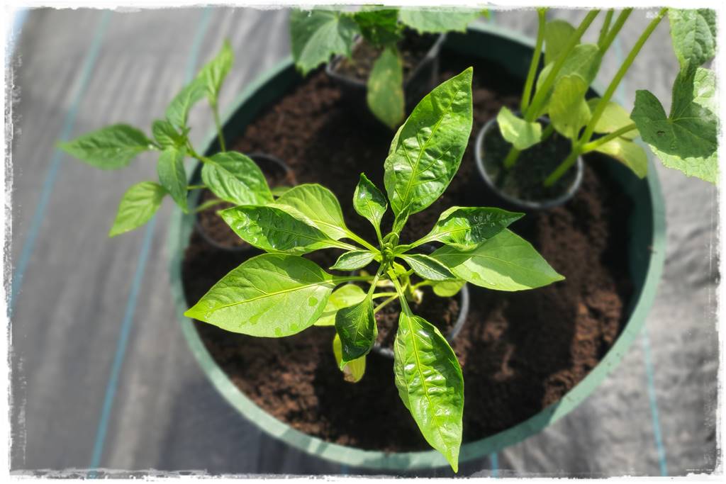 co sadzić w szklarni 18