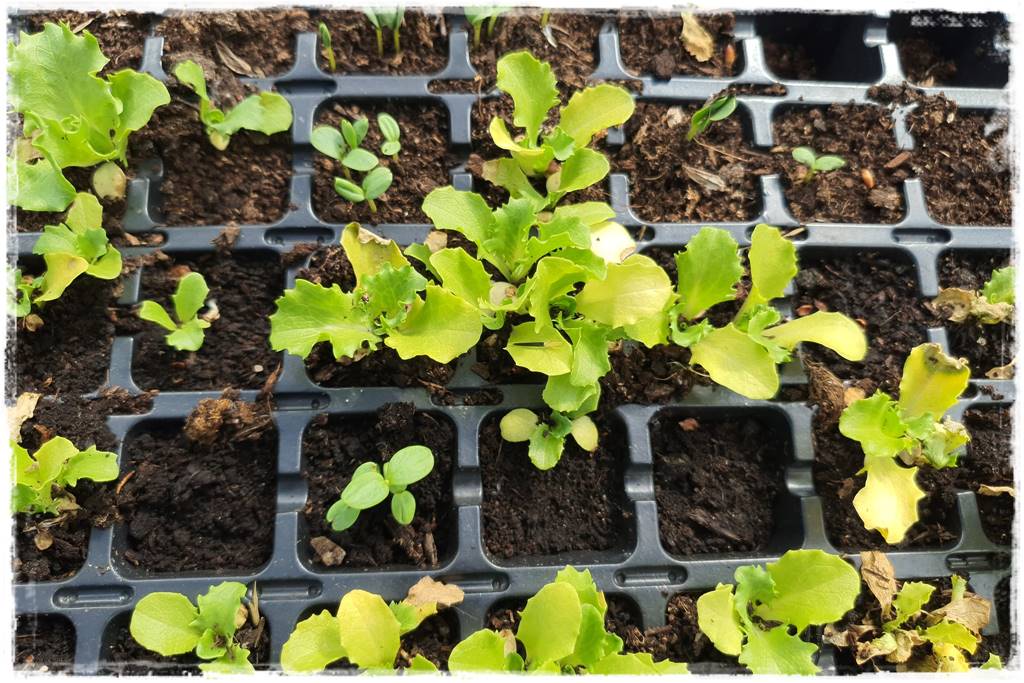 co sadzić w szklarni 19 co sadzić w szklarni 19