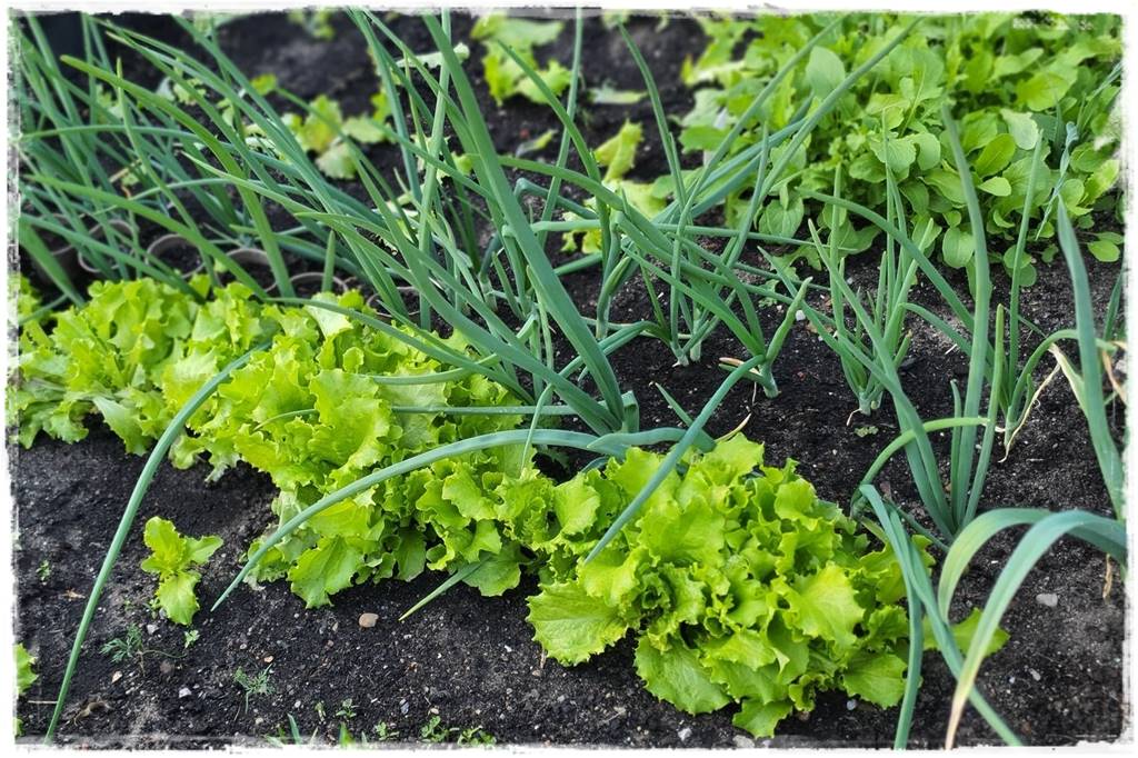 co sadzić w szklarni 20 co sadzić w szklarni 20