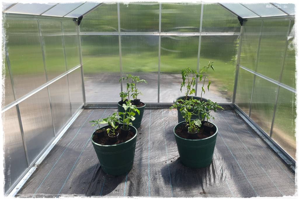 co sadzić w szklarni 6