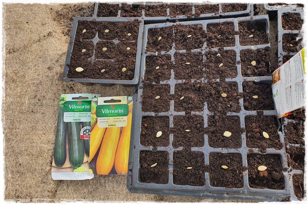 co sadzić w szklarni 8 co sadzić w szklarni 8