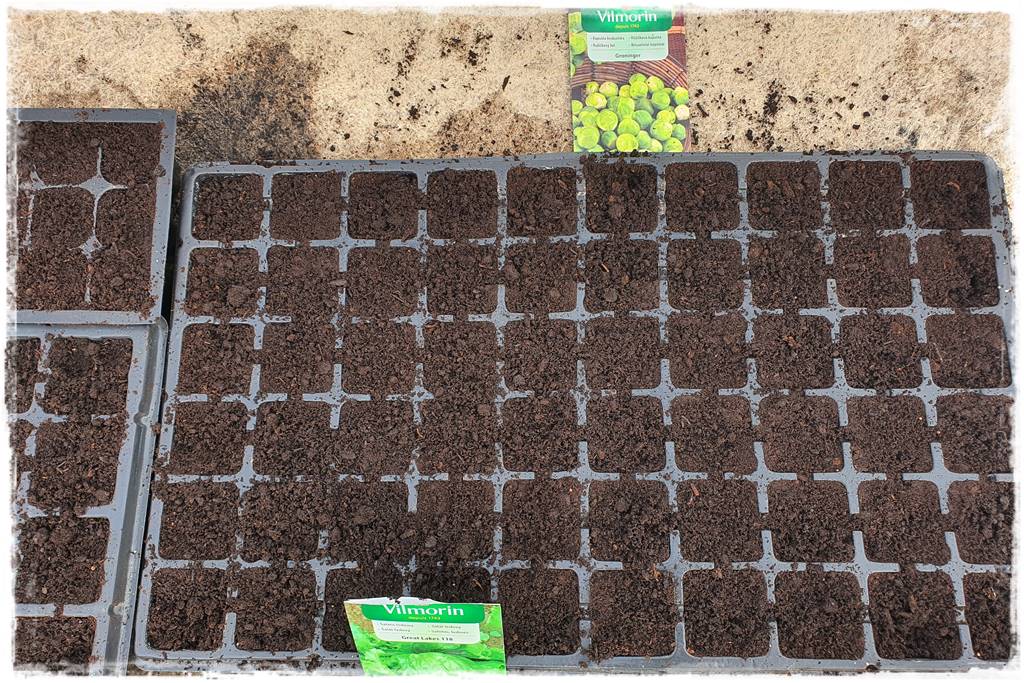 co sadzić w szklarni 9 co sadzić w szklarni 9