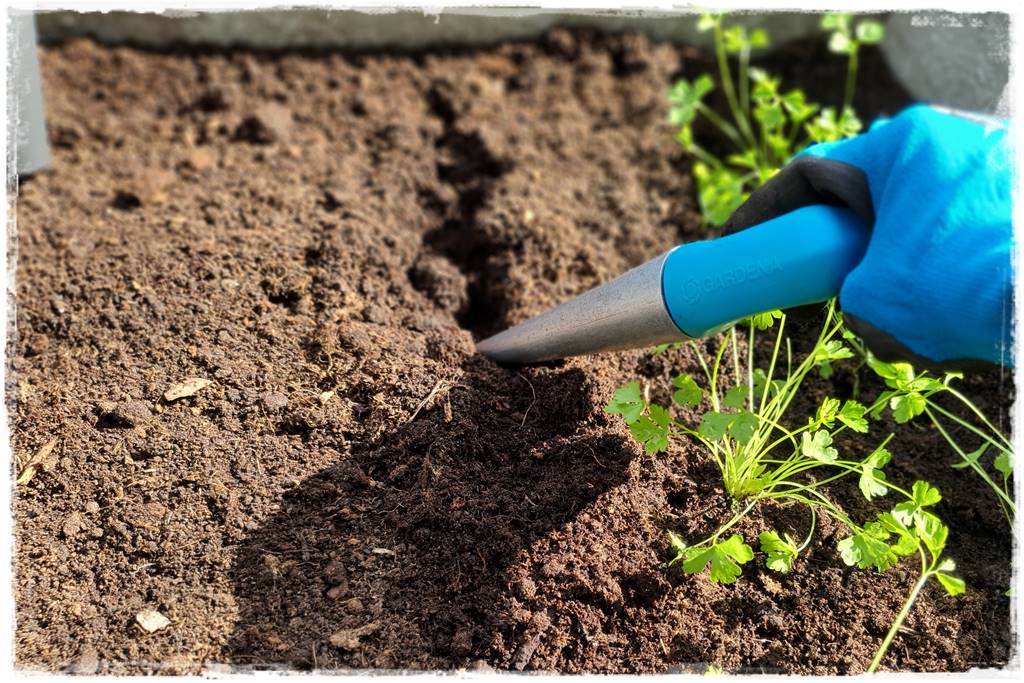 jak równomiernie rozsiać nawóz na trawniku 10