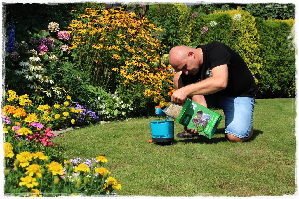 jak równomiernie rozsiać nawóz na trawniku 12