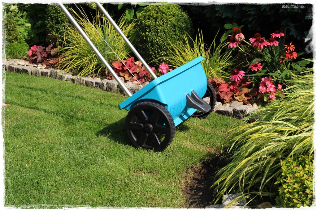jak równomiernie rozsiać nawóz na trawniku 13