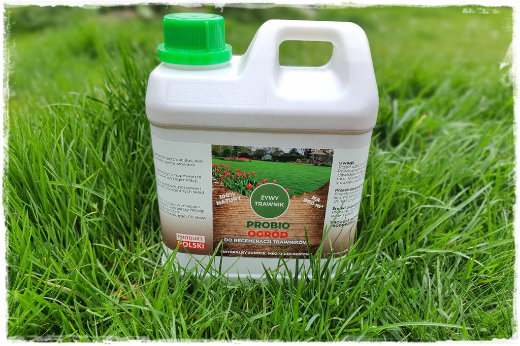 jak równomiernie rozsiać nawóz na trawniku 5