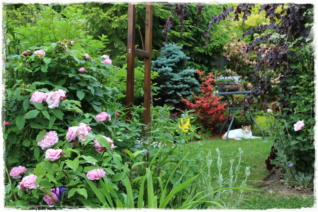 najmocniej pachnące róże 2