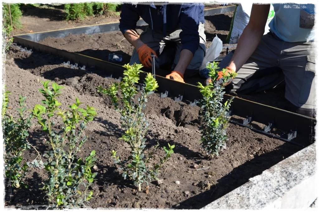 obrzeża trawnikowe 31 obrzeża trawnikowe 31