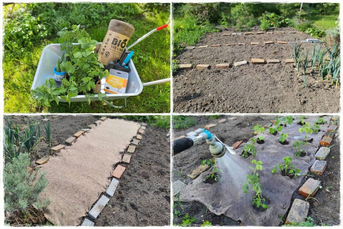 ściółkowanie wełną owczą 0