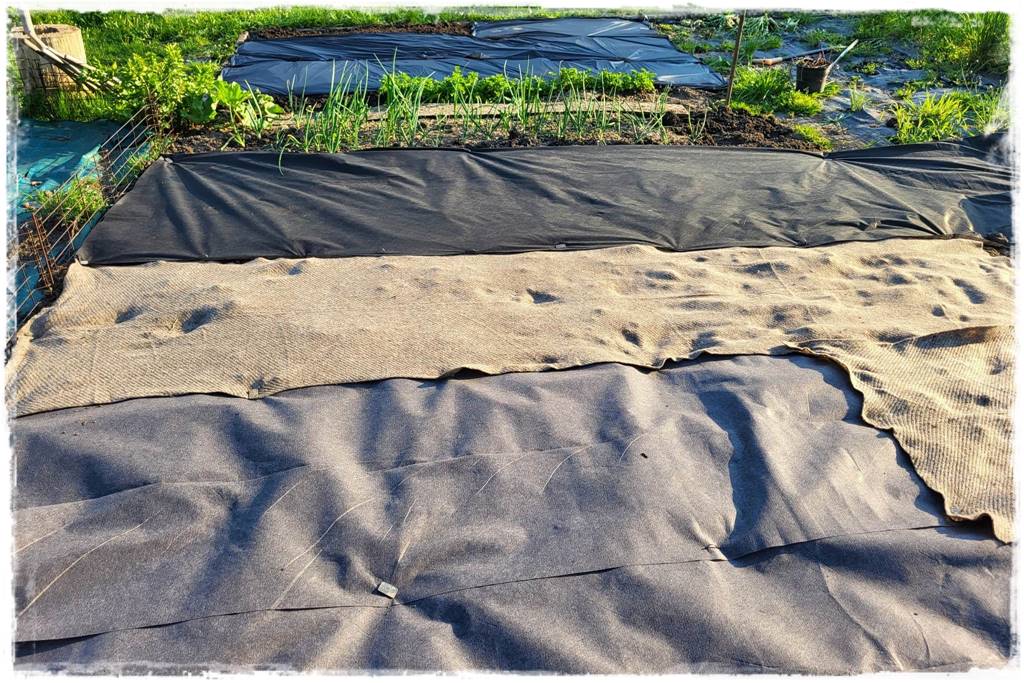 ściółkowanie wełną owczą 1