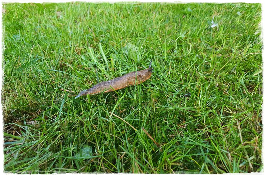 ściółkowanie wełną owczą 11 ściółkowanie wełną owczą 11