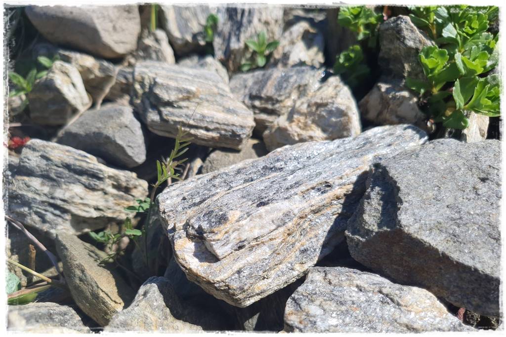 ściółkowanie wełną owczą 14