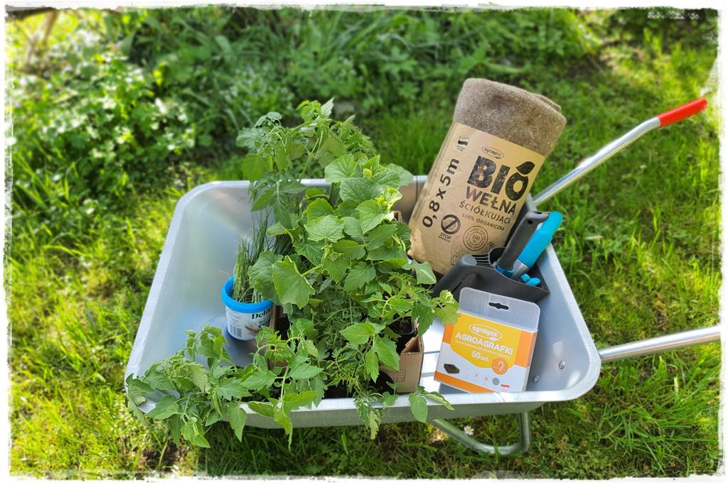 ściółkowanie wełną owczą 15