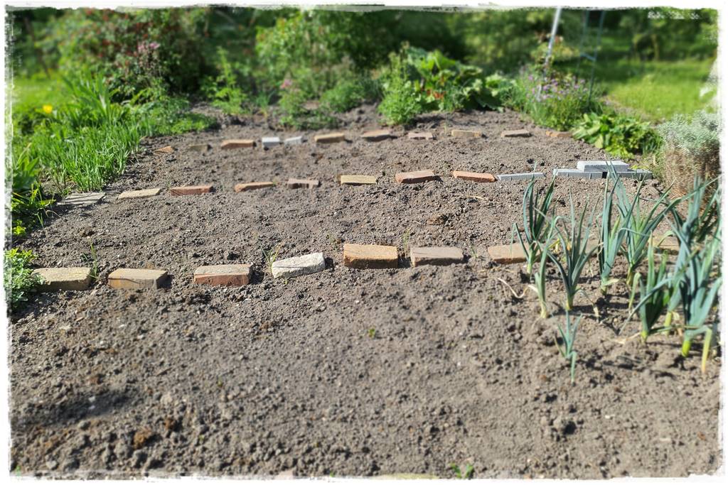 ściółkowanie wełną owczą 16