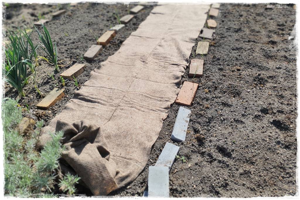 ściółkowanie wełną owczą 17