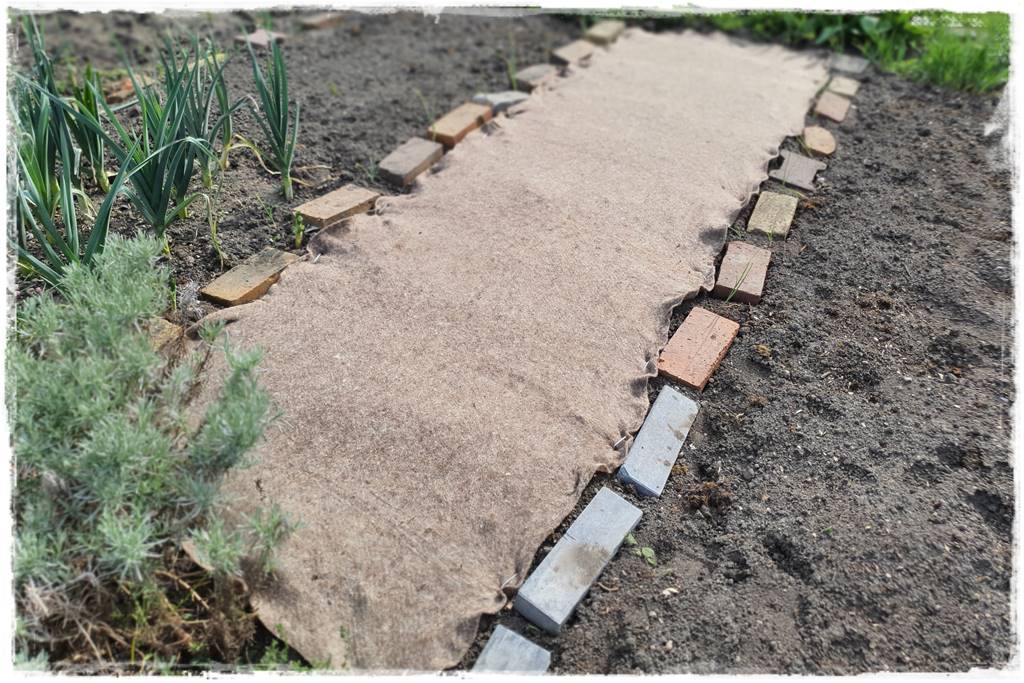 ściółkowanie wełną owczą 22 ściółkowanie wełną owczą 22