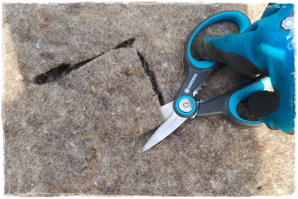 ściółkowanie wełną owczą 23 ściółkowanie wełną owczą 23